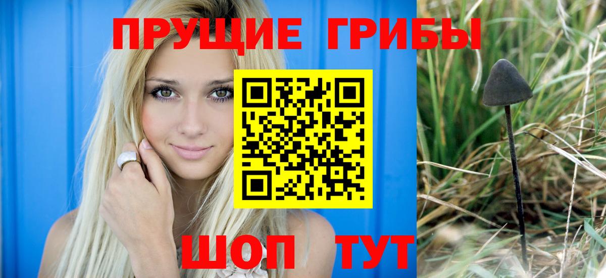 Галлюциногенные грибы Psilocybe Муром